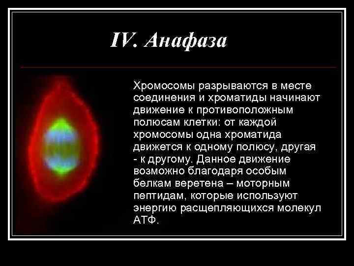 IV. Анафаза  Хромосомы разрываются в месте  соединения и хроматиды начинают  движение
