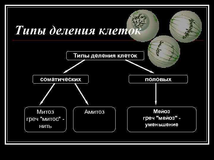 Типы деления клеток    Типы деления клеток  соматических   