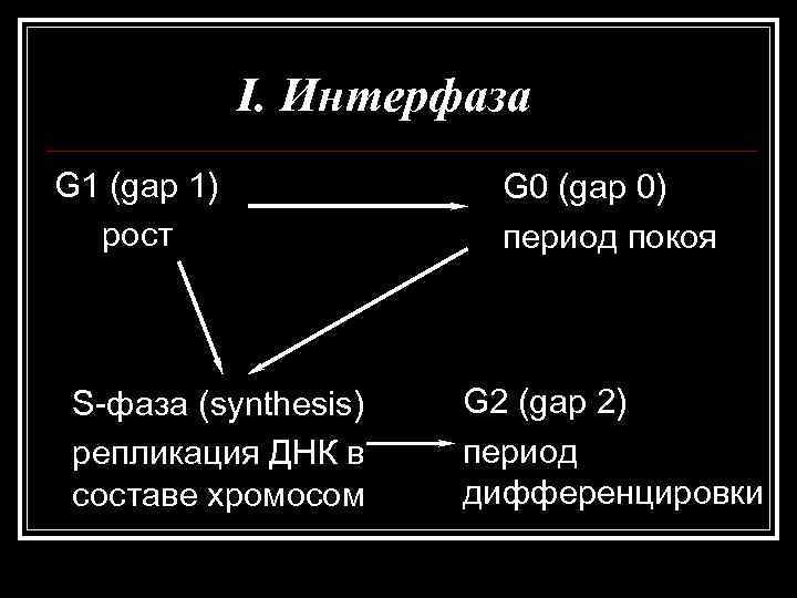    I. Интерфаза G 1 (gap 1)   G 0 (gap