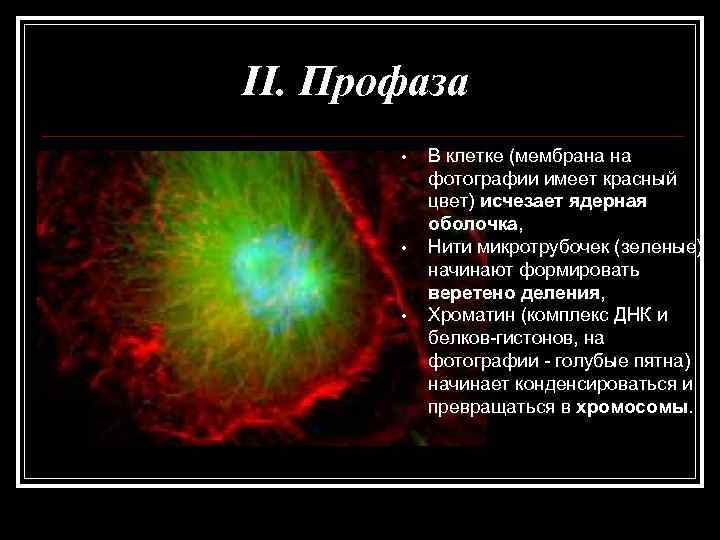 II. Профаза   •  В клетке (мембрана на  фотографии имеет красный