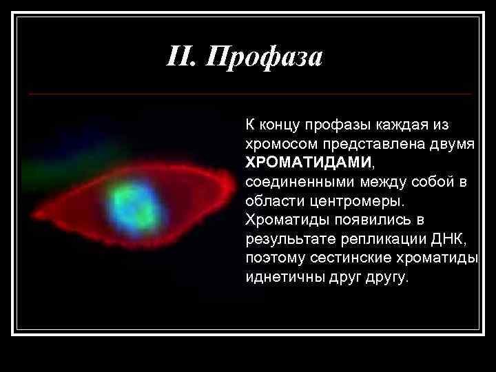 II. Профаза  К концу профазы каждая из хромосом представлена двумя ХРОМАТИДАМИ,  соединенными