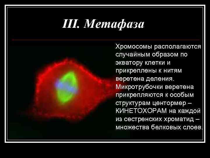 III. Метафаза   Хромосомы располагаются   случайным образом по   экватору