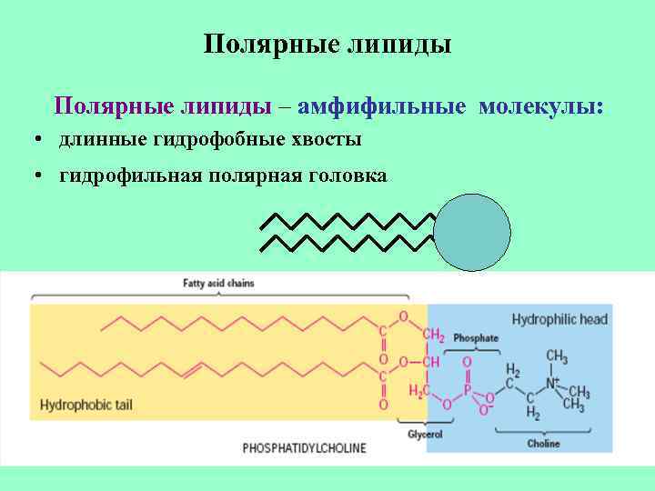    Полярные липиды – амфифильные молекулы:  • длинные гидрофобные хвосты •