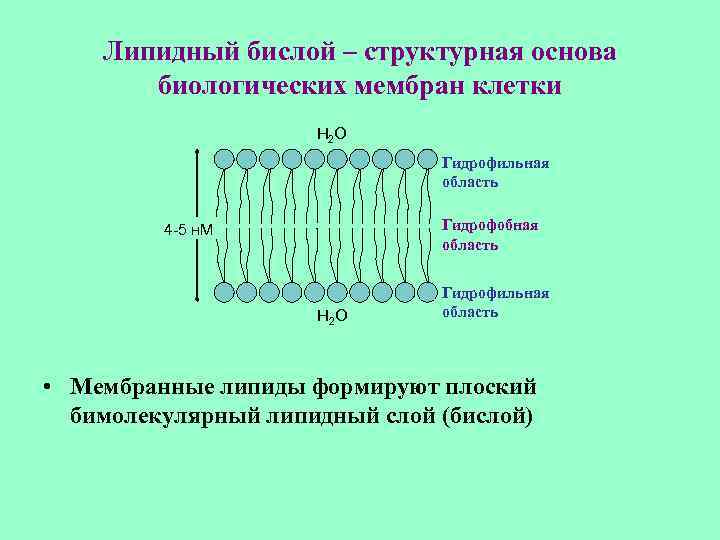 Гидрофобные вещества клеточной мембраны