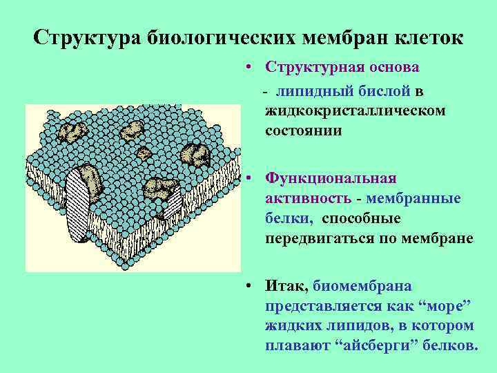 Биологические мембраны