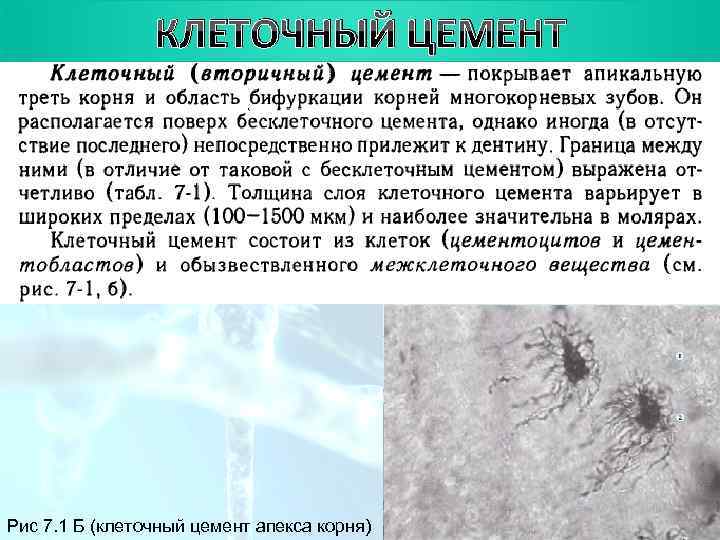      План ЦЕМЕНТ   КЛЕТОЧНЫЙ Рис 7. 1 Б