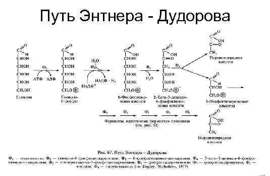Путь Энтнера - Дудорова 