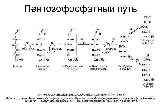 Схема пентозофосфатного цикла