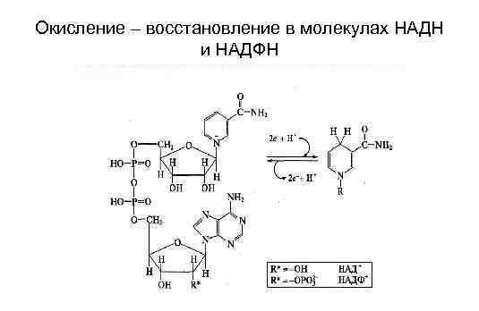 Надф н2. НАДФ + Н надфн2. Надфн2 формула биохимия. Окисление NADH. Формула надн2 и надфн2.