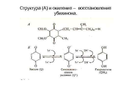 Структура (А) и окиление – восстановление   убихинона. 