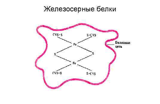 Железосерные белки 