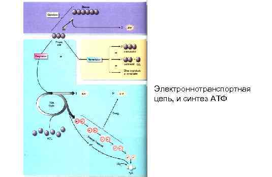 Электроннотранспортная цепь, и синтез АТФ 