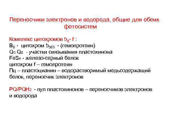 Переносчики электронов и водорода, общие для обеих    фотосистем Комплекс цитохромов b
