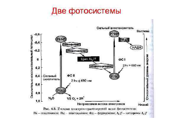 Две фотосистемы 