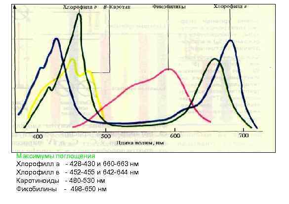 Максимумы поглощения Хлорофилл а - 428 -430 и 660 -663 нм Хлорофилл в -
