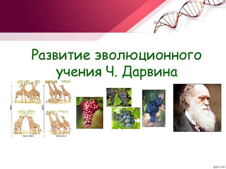 Развитие эволюционного учения Ч. Дарвина Развитие эволюционного учения Ч. Дарвина