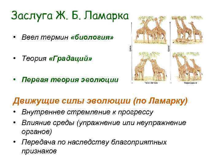 Заслуга Ж. Б. Ламарка • Ввел термин «биология» • Теория «Градаций» • Заслуга Ж. Б. Ламарка • Ввел термин «биология» • Теория «Градаций» •