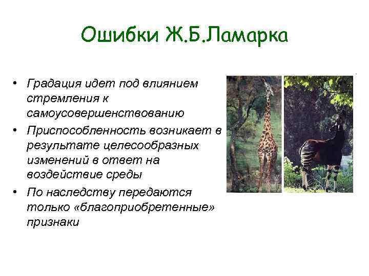 Ошибки Ж. Б. Ламарка • Градация идет под влиянием Ошибки Ж. Б. Ламарка • Градация идет под влиянием