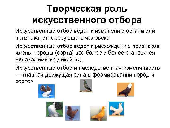 Творческая роль искусственного отбора • Искусственный отбор ведет к изменению Творческая роль искусственного отбора • Искусственный отбор ведет к изменению