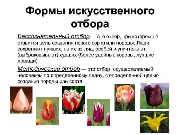 Формы искусственного отбора • Бессознательный отбор — это отбор, при котором Формы искусственного отбора • Бессознательный отбор — это отбор, при котором