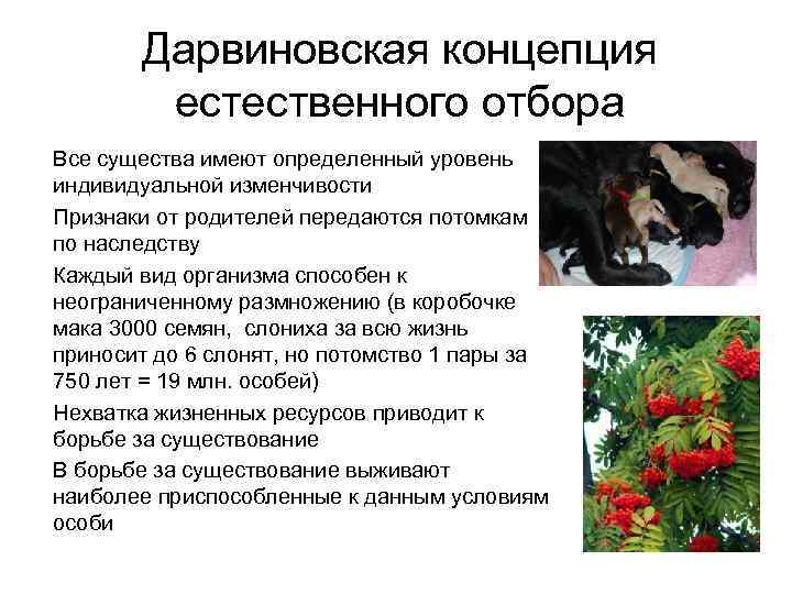Дарвиновская концепция естественного отбора • Все существа имеют определенный уровень Дарвиновская концепция естественного отбора • Все существа имеют определенный уровень
