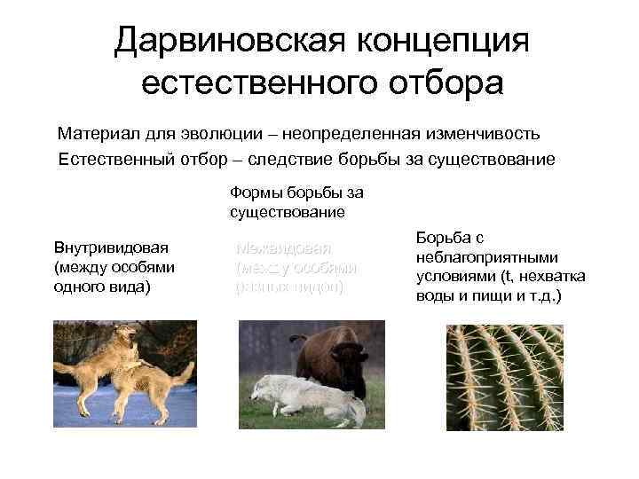 Дарвиновская концепция естественного отбора • Материал для эволюции – неопределенная Дарвиновская концепция естественного отбора • Материал для эволюции – неопределенная