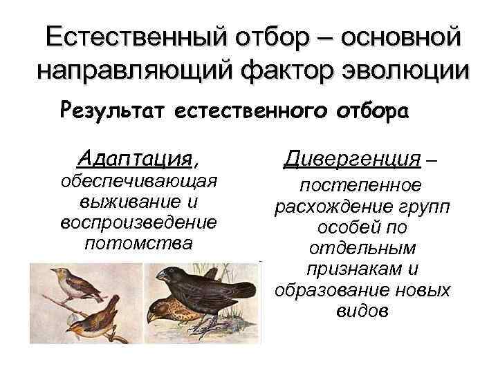 Естественный отбор – основной направляющий фактор эволюции Результат естественного отбора Адаптация, Естественный отбор – основной направляющий фактор эволюции Результат естественного отбора Адаптация,