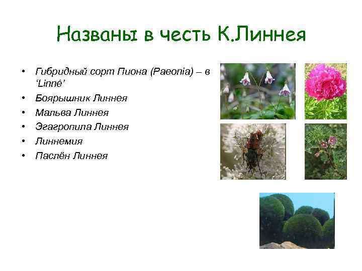 Названы в честь К. Линнея • Гибридный сорт Пиона (Paeonia) – в Названы в честь К. Линнея • Гибридный сорт Пиона (Paeonia) – в