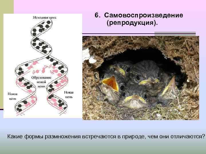 6. Самовоспроизведение (репродукция). 6. Самовоспроизведение (репродукция).
