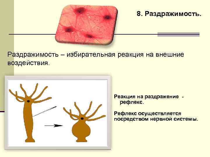 Раздражимость в биологии рисунок