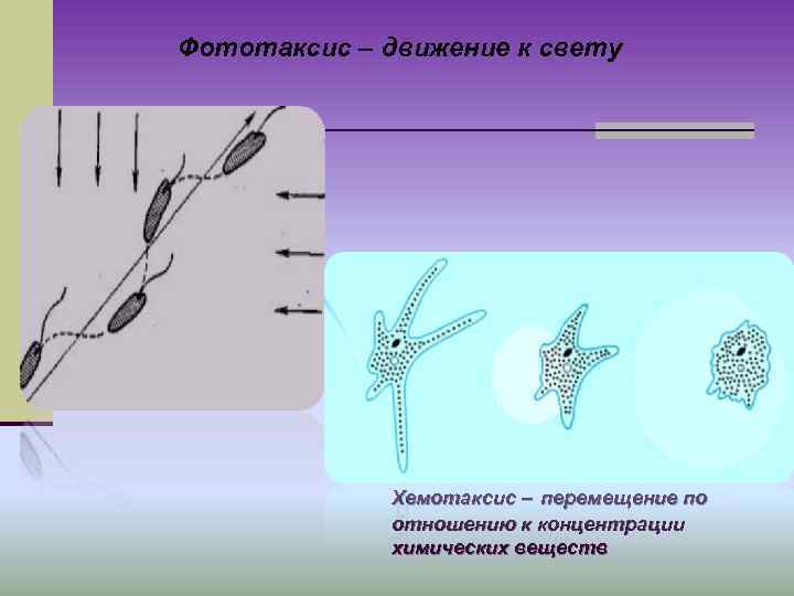 Фототаксис – движение к свету Хемотаксис – перемещение по отношению Фототаксис – движение к свету Хемотаксис – перемещение по отношению