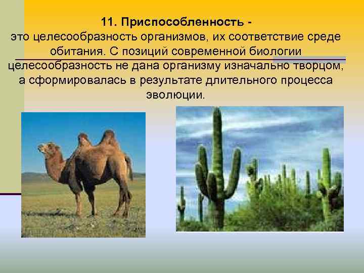 11. Приспособленность - это целесообразность организмов, их соответствие среде 11. Приспособленность - это целесообразность организмов, их соответствие среде
