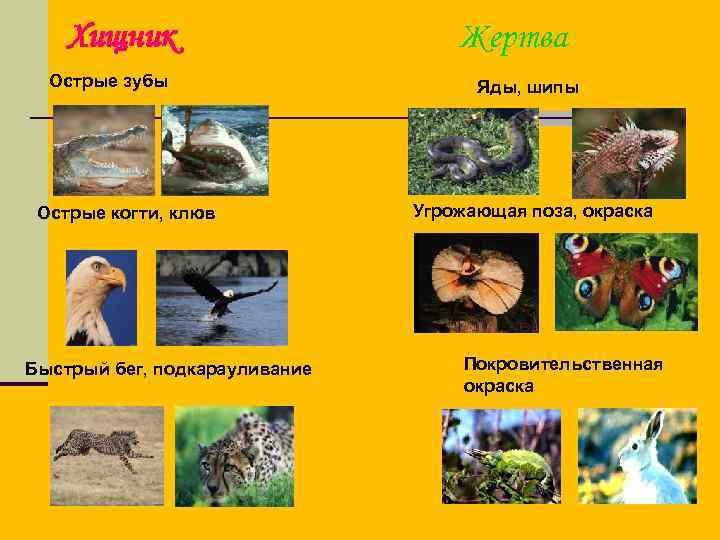 Хищник Жертва Острые зубы Хищник Жертва Острые зубы