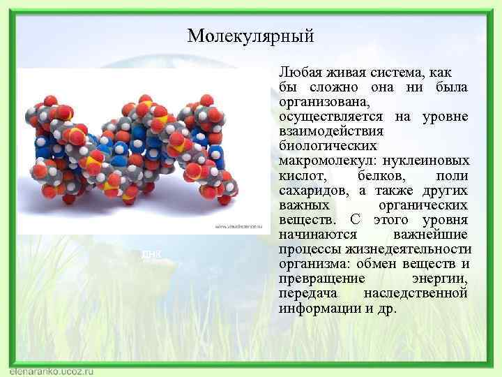 Молекулярный Любая живая система, как бы сложно Молекулярный Любая живая система, как бы сложно