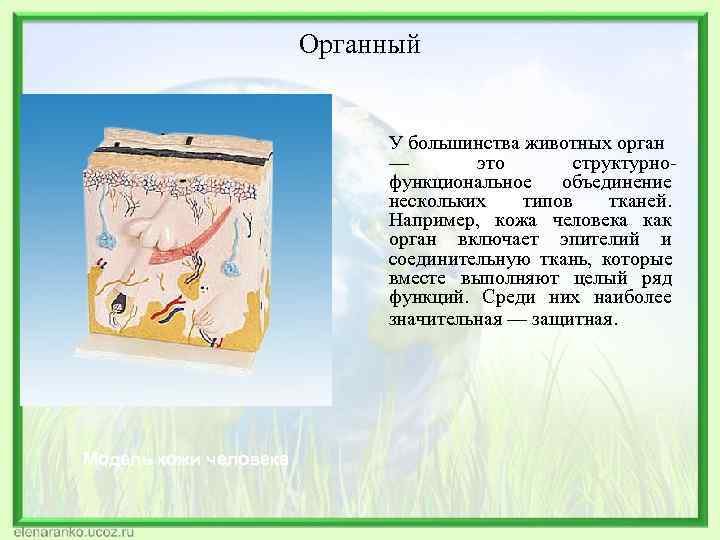 Органный У большинства животных орган Органный У большинства животных орган