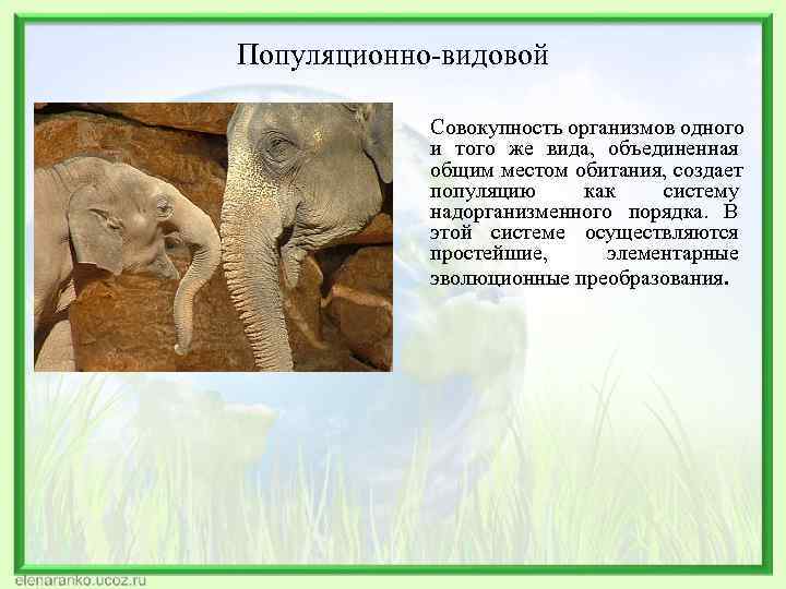 Популяционно-видовой Совокупность организмов одного и того же вида, объединенная Популяционно-видовой Совокупность организмов одного и того же вида, объединенная