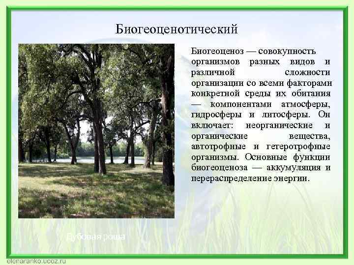 Биогеоценотический Биогеоценоз — совокупность Биогеоценотический Биогеоценоз — совокупность