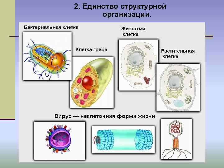 2. Единство структурной организации. 2. Единство структурной организации.