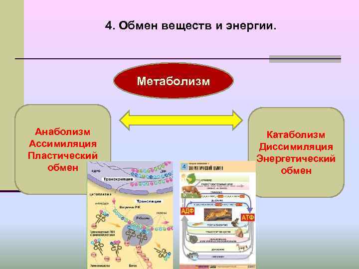 4. Обмен веществ и энергии. Метаболизм Анаболизм 4. Обмен веществ и энергии. Метаболизм Анаболизм