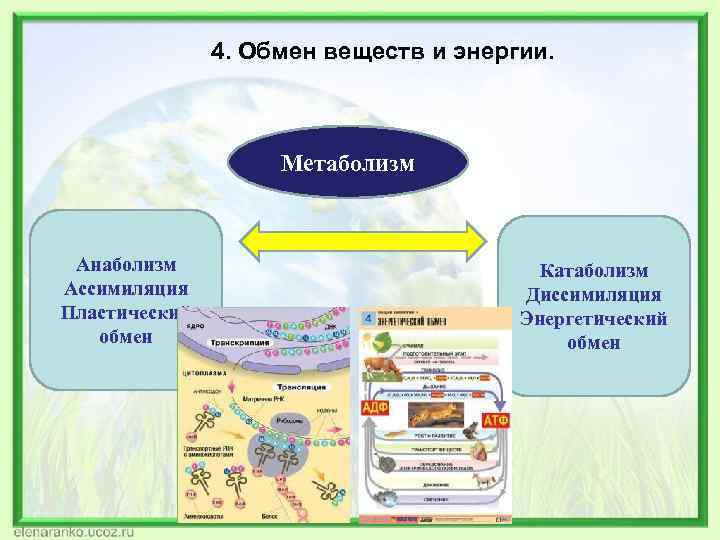     4. Обмен веществ и энергии.     Метаболизм