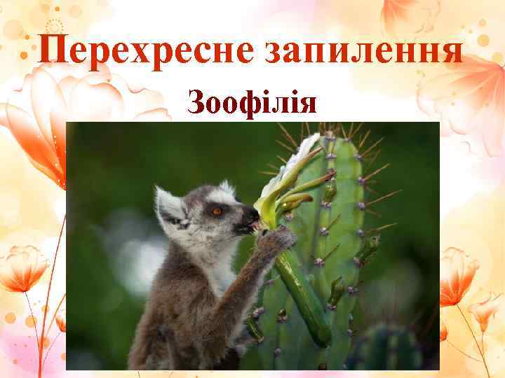 Перехресне запилення  Зоофілія 