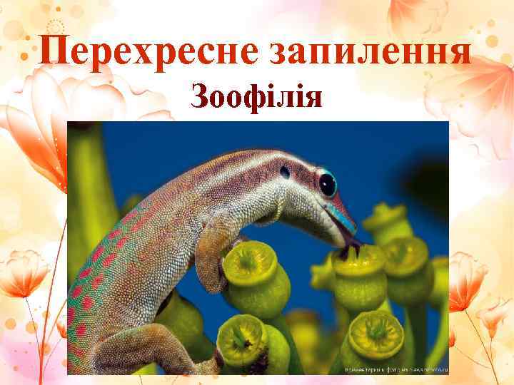 Перехресне запилення  Зоофілія 