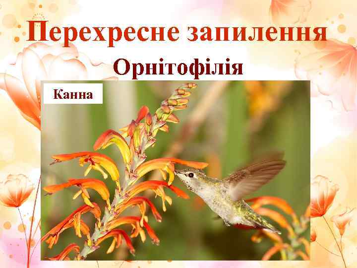 Перехресне запилення   Орнітофілія Канна 