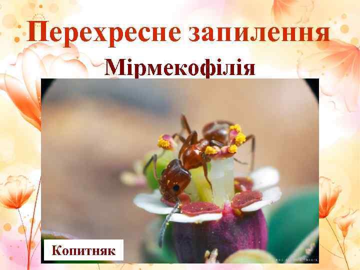 Перехресне запилення  Мірмекофілія Копитняк 