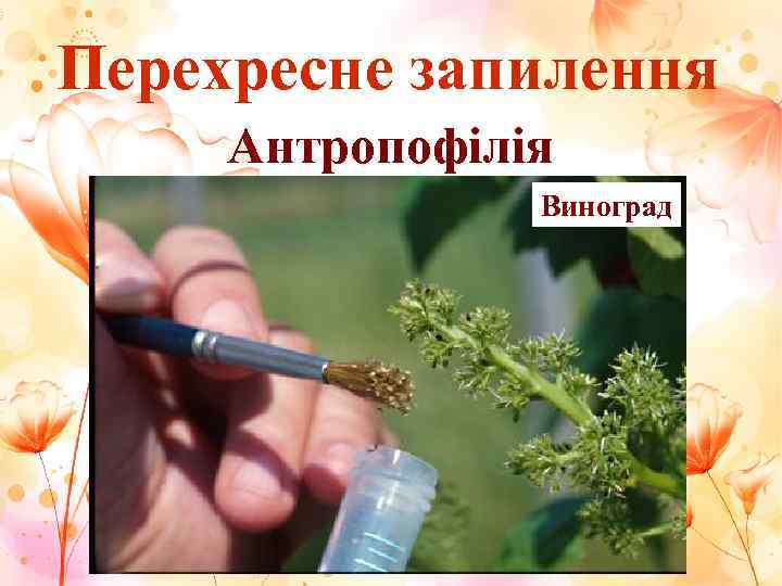 Перехресне запилення Антропофілія   Виноград 