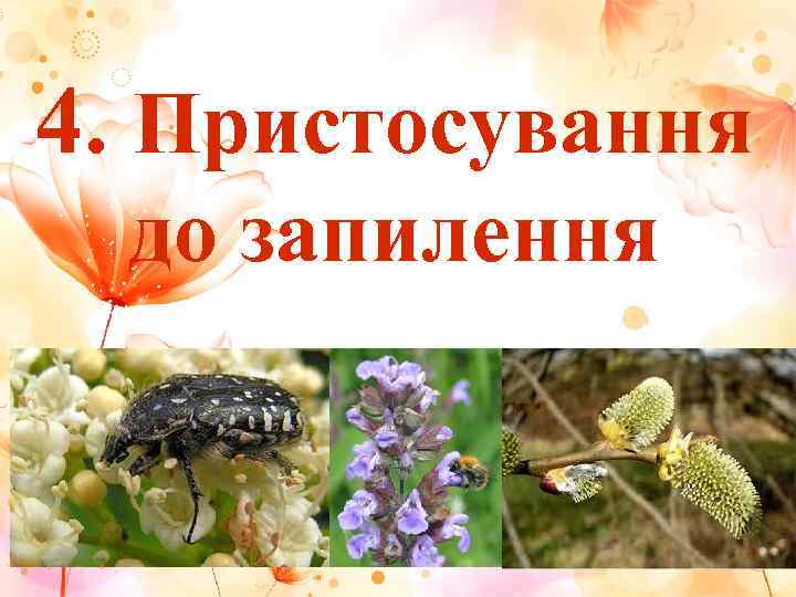 4. Пристосування  до запилення 