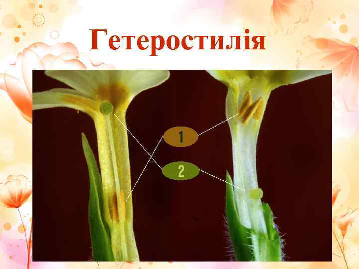 Гетеростилія 