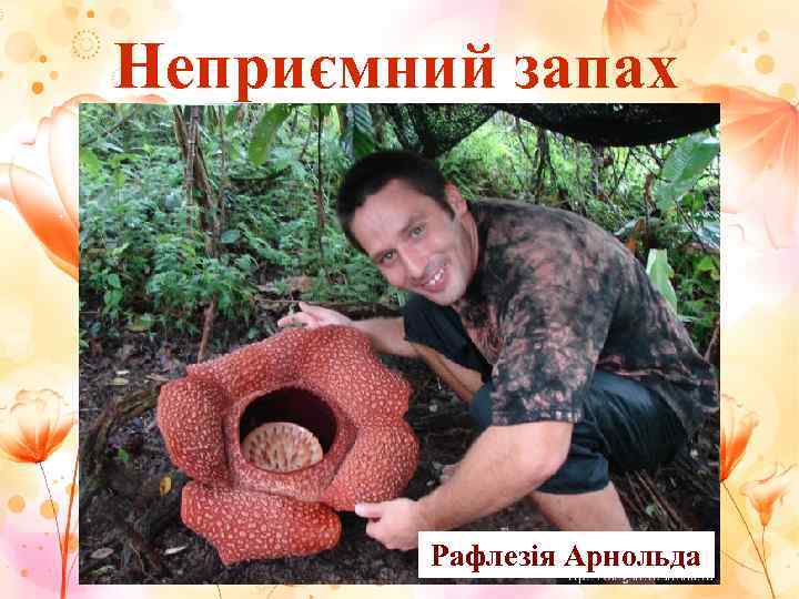 Неприємний запах   Рафлезія Арнольда 