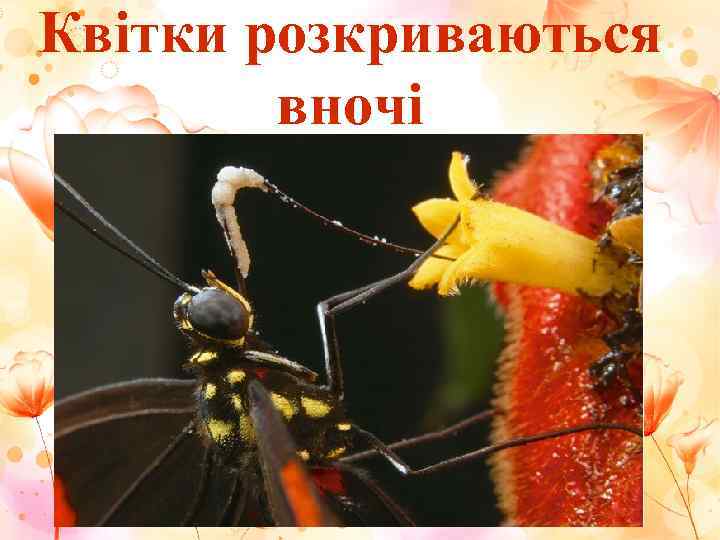 Квітки розкриваються   вночі 