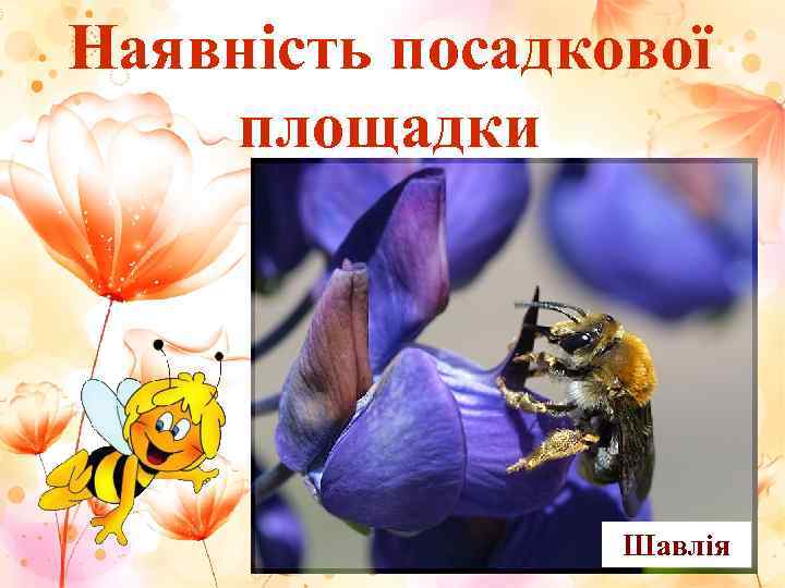 Наявність посадкової площадки     Шавлія 